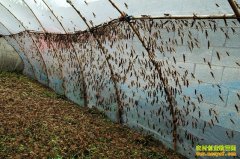 ɽ���������ٸ�������������׬50��