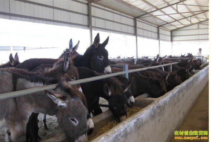 ��ѧ��������¿�����������Ԫ