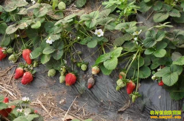 ��ݮ��ù��ͼƬ