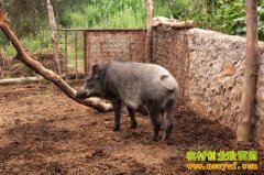 [ÿ��ũ��]����Ұ�������������˰���