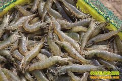 [ũ�����]�����׶�Ϻ��ˮ��ֳ������Ƶ