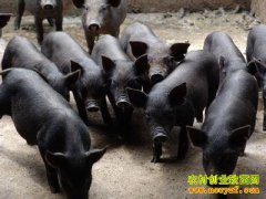 [ũ�����]�ɻ�������ֳ������Ƶ