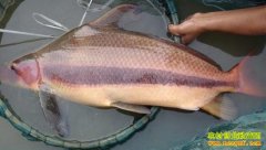 [ÿ��ũ��]��ֵ�ߵ���֬����ֳǰ����