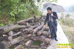 ��ֲ��Ŀ����ľ���㹽 ���ζ������԰