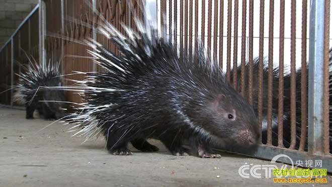 [�¸���]������¡��СӢ��ֳ�����ĲƸ�����