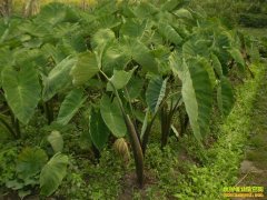 [ÿ��ũ��]����Ǧɽ��ѿ��ͷ���˰�