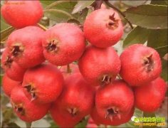 [ÿ��ũ��]ζ�����ɽ�����ݺ�ɽ髳���Ц