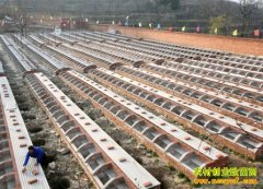 ��ֳ�¸���Ŀ�������ҵ��������۸� ��ֳ������Ч���