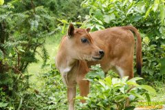 [�Ƽ�Է]С��ţ��ʱ������