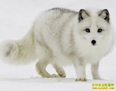 ��ֳëƤ����׬Ǯ��Ƥ�����鼰ëƤ������ֳǰ������