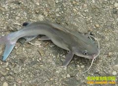 [ũ�����]���������ֳ������Ƶ