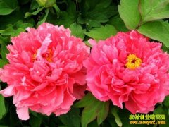 [ũ�����]����ĵ��������ֲ������Ƶ