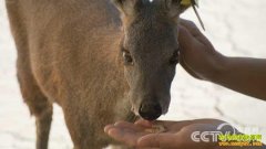 [��ɫʱ��]������ֳ ȡ֮�е�