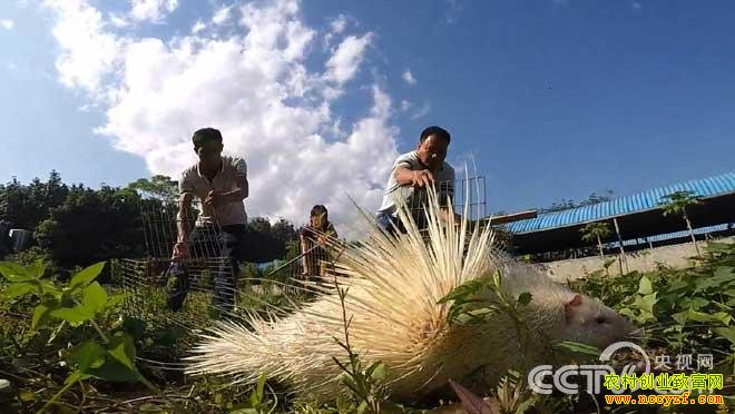 ������˫���ɵĸ�ѧ�ٺ�����ֳ�¸�����Ƶ