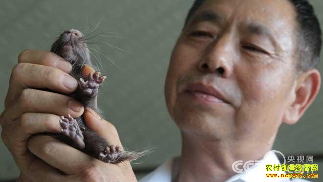 ������˫���ɵĸ�ѧ�ٺ�����ֳ�¸�����Ƶ