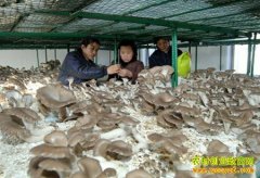 ������½���޴�ҵ��ֲĢ�� ���������¸���