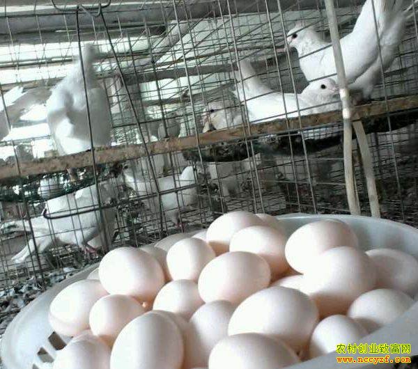 [ÿ��ũ��]�йظ��Ӻ͸��ӵ�������