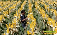 [�Ƽ�Է]����С��һ��������