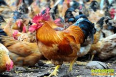 [ÿ��ũ��]���ɵĺ�������������