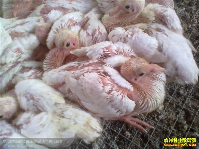 �¸��ð�����ޭ��С�� �����ˡ������衱