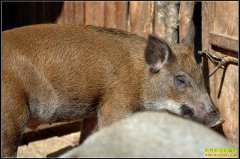 [ÿ��ũ��]ɽ����������ʳ��Ұ����ֳ��Ǯ׬