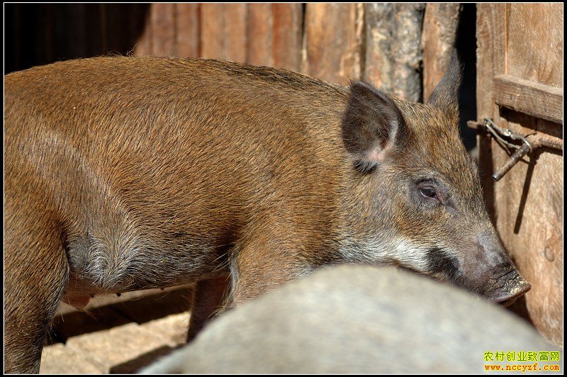 ����Ұ��ͼƬ