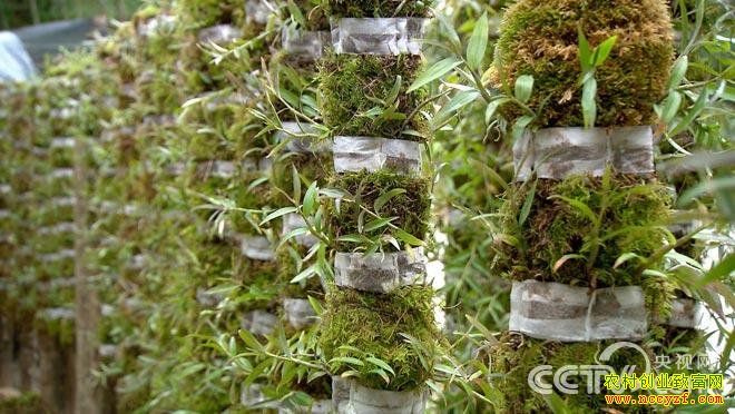 ������ ����ʯ��������