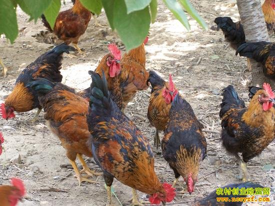 ������ͼƬ