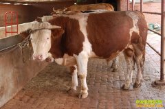 [ũ�����]���ػ�ţ����������Ƶ