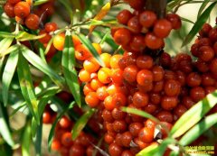 ��������������ɳ����ֲ�¸���