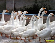 [ũ�����]�㶫�׶���ֳ������Ƶ