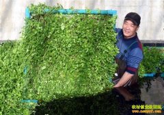 �߲���ֲ��Ŀ��ˮ��������ֲ ǰ���ÿ��ƹ�