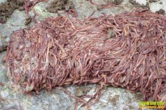 ������ţ����ֳ��ƽ2����򾼼�����