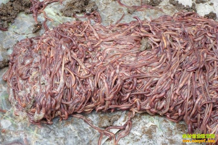 ��ƽ2�����ͼƬ