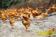 ���Ϻ���������ŷ�ɽ�����Ƽ���ҵ�¸�