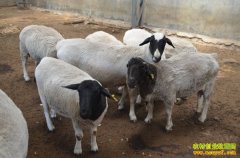 [ũ�����]�Ų�����ֳ������Ƶ