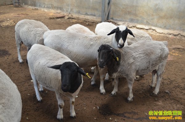 [ũ���������]�Ų�����ֳ������Ƶ