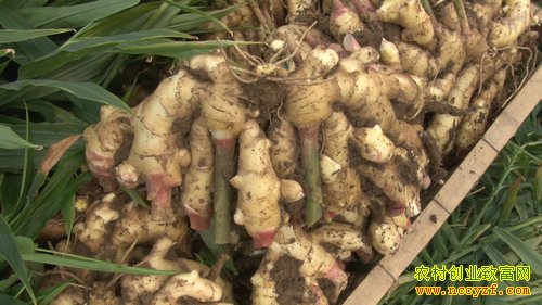 [�Ƽ�Է]��Ĥ�ֳ��ĸ߲���(20151224)