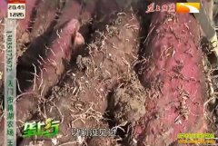 ��ֲ�¸���Ŀ��ɽҩ���ų� ��ֲ��Ƥɽҩ�����