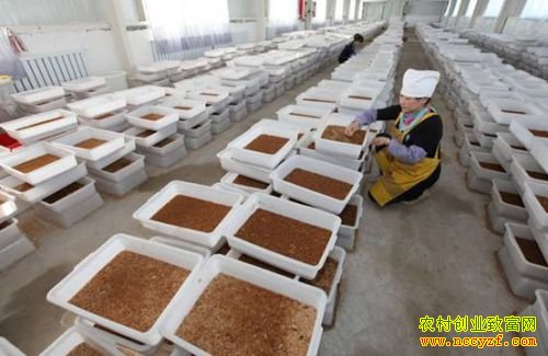 ɽ�����������ֳ�Ʒ۳�������¸�