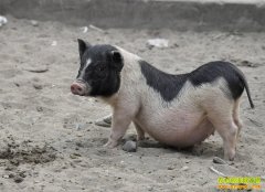 [ÿ��ũ��]����Ƹ���������������կ