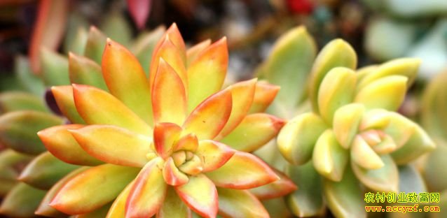 [�����е�]Ф����ֲ����ֲ�ﴴҵ�¸�