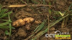 [�¸���]������ͨ��ѧ����ֲ������׬ǧ��