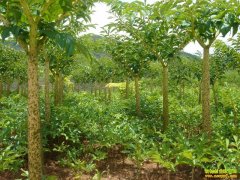 [ũ�����]ħ��Ĳ�����ӹ�������Ƶ