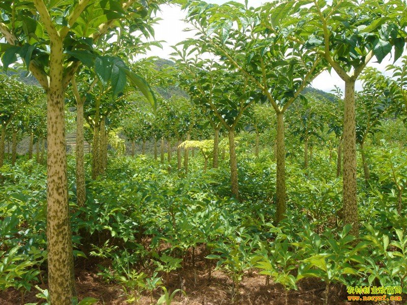 [ũ�����]ħ��Ĳ�����ӹ�