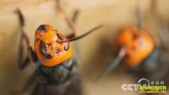 [��ɫʱ��]��������ƹ�����ʯ����������׬����