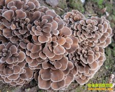 [ũ�����]���������༼����Ƶ