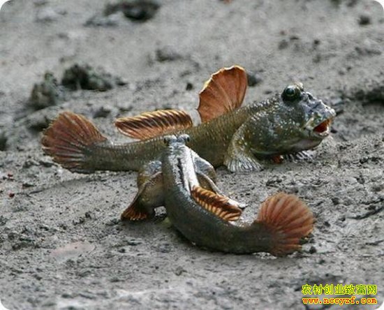 ������ͼƬ