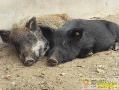 [ÿ��ũ��]�������ġ�Ұ������Ǯ׬