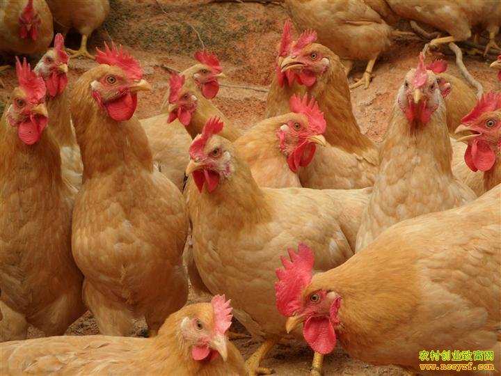 �����鼦ͼƬ